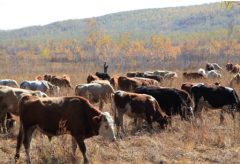 重庆美宪种养殖携手商